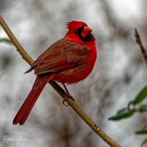 BB_SparrowsPrayer_Bird6